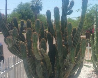 Cereus repandus / Cereus peruvianus night blooming cactus