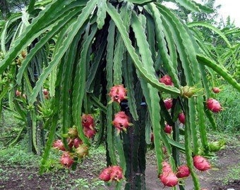 Dragon fruit, Selenicereus undatus, Live Plant, Cactus, Succulent