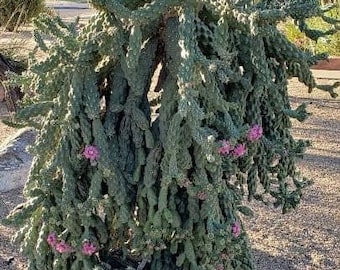 Cane Cholla, Cylindropuntia imbricata, cactus, succulent