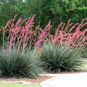 Red Yucca, Hesperaloe Paviflora, Yucca