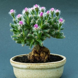 Trichodiadema Densum, Mini Desert Rose