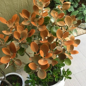 Copper Spoons, Kalanchoe Orgyalis, Succulent, Live plant