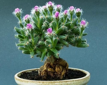 Trichodiadema Densum, Mini Desert Rose