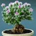 see more listings in the Cactus & Succulents section