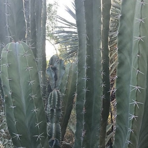 Stenocereus pruinosus, Gray Ghost Organ Pipe, cactus, succulent, live plant