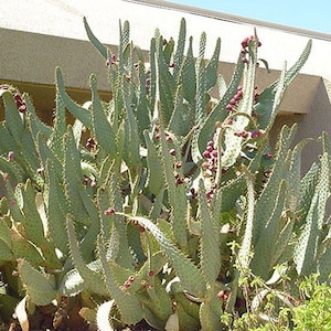 Opuntia Linguiformis, cows tongue prickly pear, cactus, succulent