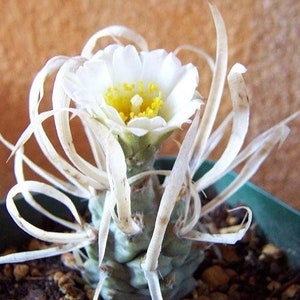 Paper Spine Cactus, Tephrocactus articulatus var. papyracanthus, Cactus, Succulent, Live plant image 1