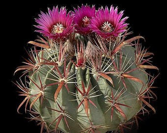 Devils Tongue Barrel Cactus, Ferocactus latispinus, fish hook cactus,  barrel cactus, cactus, succulent, live plant