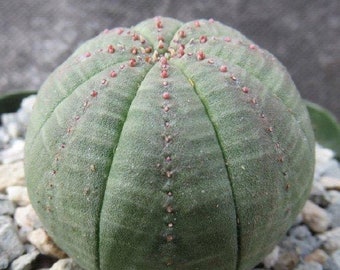 Obesa, baseball plant, succulent, cactus, live plant