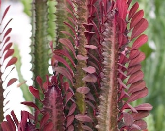 Euphorbia Trigona 'african Milk Tree' Cactus - Etsy