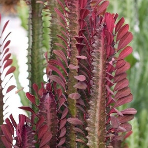 Trigona rubra, trigona green, Árbol de leche africano, Cactus, Suculento, Planta viva