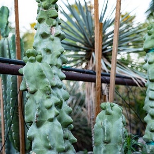 Pachycereus Schottii Monstrosus – Rare Crested Cactus, Live Succulent, Candelabra Form, Monstrose Totem, Drought-Tolerant Plant