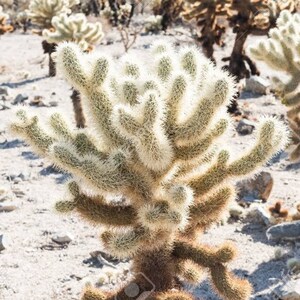 Teddy bear Cholla, Cylindropuntia Bigelovii, cactus, succulent, live plant