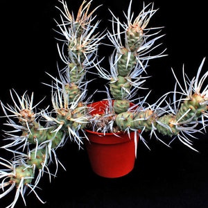 Paper Spine Cactus, Tephrocactus articulatus var. papyracanthus, Cactus, Succulent, Live plant image 2