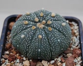 Astrophytum asterias cactus, cactus, succulent, live plant