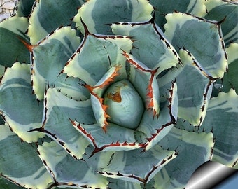 luftreinigende pflanzen bogenhanf Sansevieria Laurentii (Bogenhanf)  Foliage Dreams