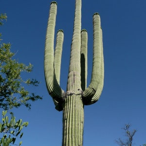 Carnegiea gigantea, Saguaro Cactus, Live Plant