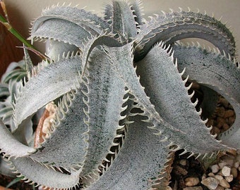 Grand Marnier Dyckia, lapostollei, White Dyckia, cactus, succulent, live plant