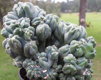 cereus forbesii the beauty night rare pot 6.5cm on roots cereus forbesii the beauty night rare pot 6.5cm on roots