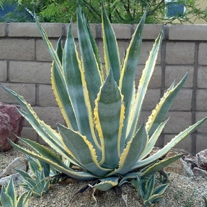 Agave Americana, Marginata, Variegated, Century Plant, agave, cactus, succulent, live plant image 4