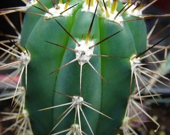 Toothpick cactus, Stetsonia coryne, Cactus, Succulent, Live Plant