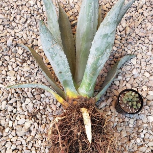 Blue Agave, Agave Tequilana, Agave Azul, Live Plant, Agave, Succulent, Cactus 5 gallon ROOTED