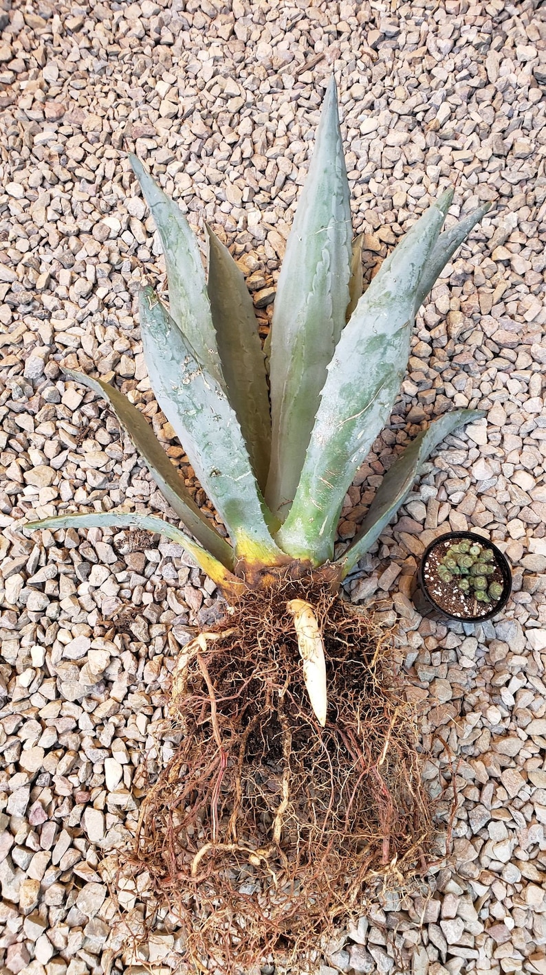 Blue Agave, Agave Tequilana, Agave Azul, Live Plant, Agave, Succulent, Cactus image 7