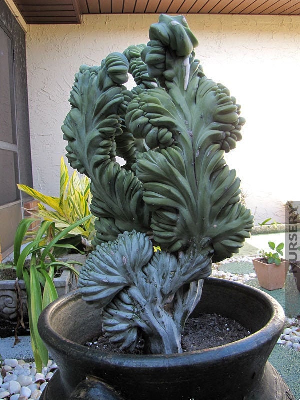 Blue 2024 candlestick cactus