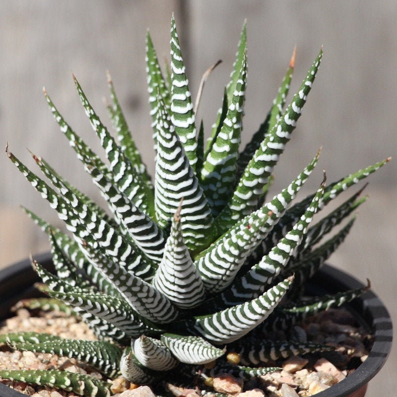Haworthia Zebra plant, Haworthia Fasciata, Zebra Cactus