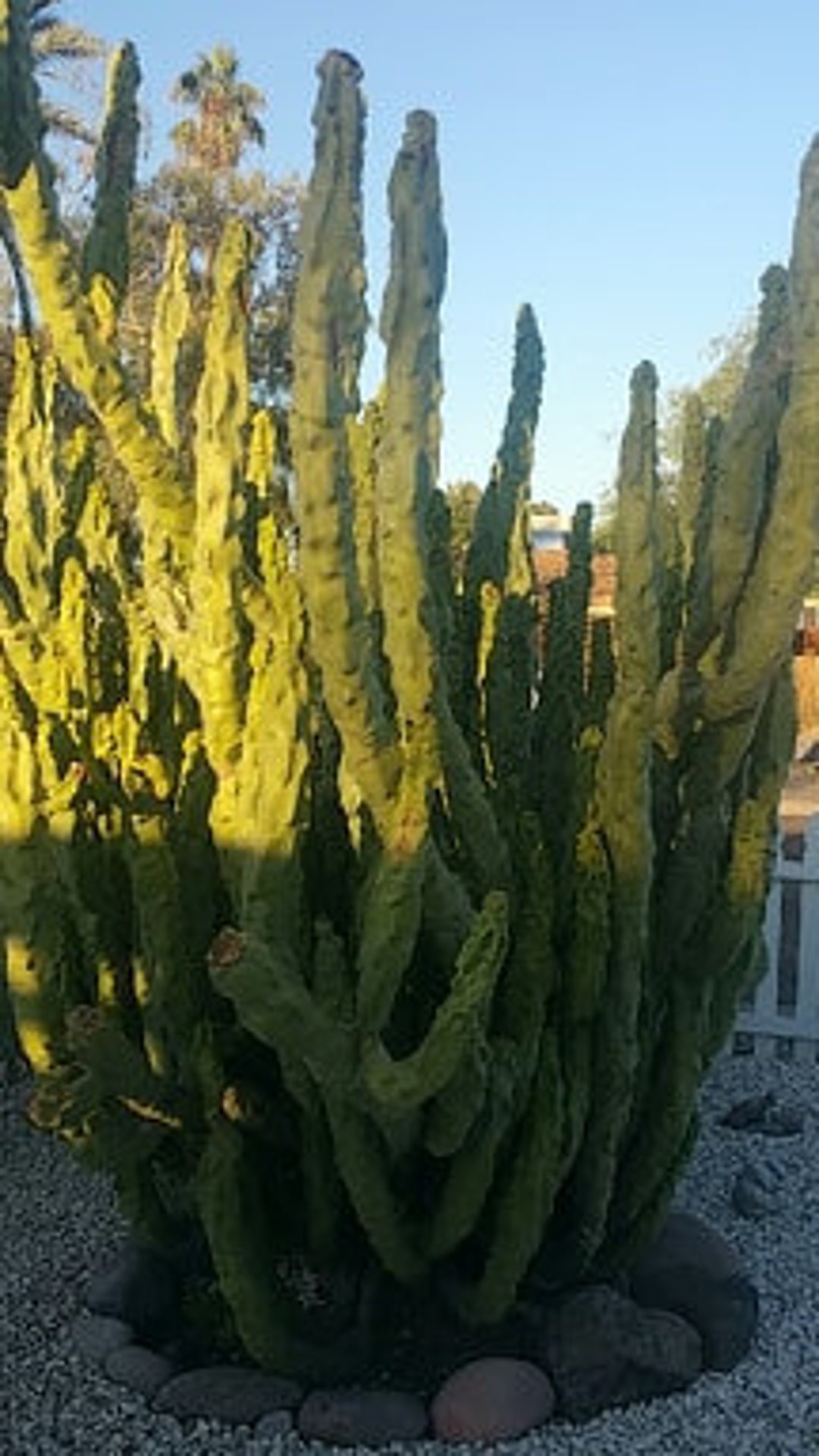 Pachycereus Schottii Monstrosus, Lophocereus Schottii, Minor, Totem
