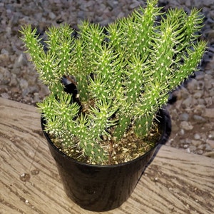 Teddy bear Cholla, Cylindropuntia Bigelovii, cactus, succulent, live plant 6in pot rooted mini