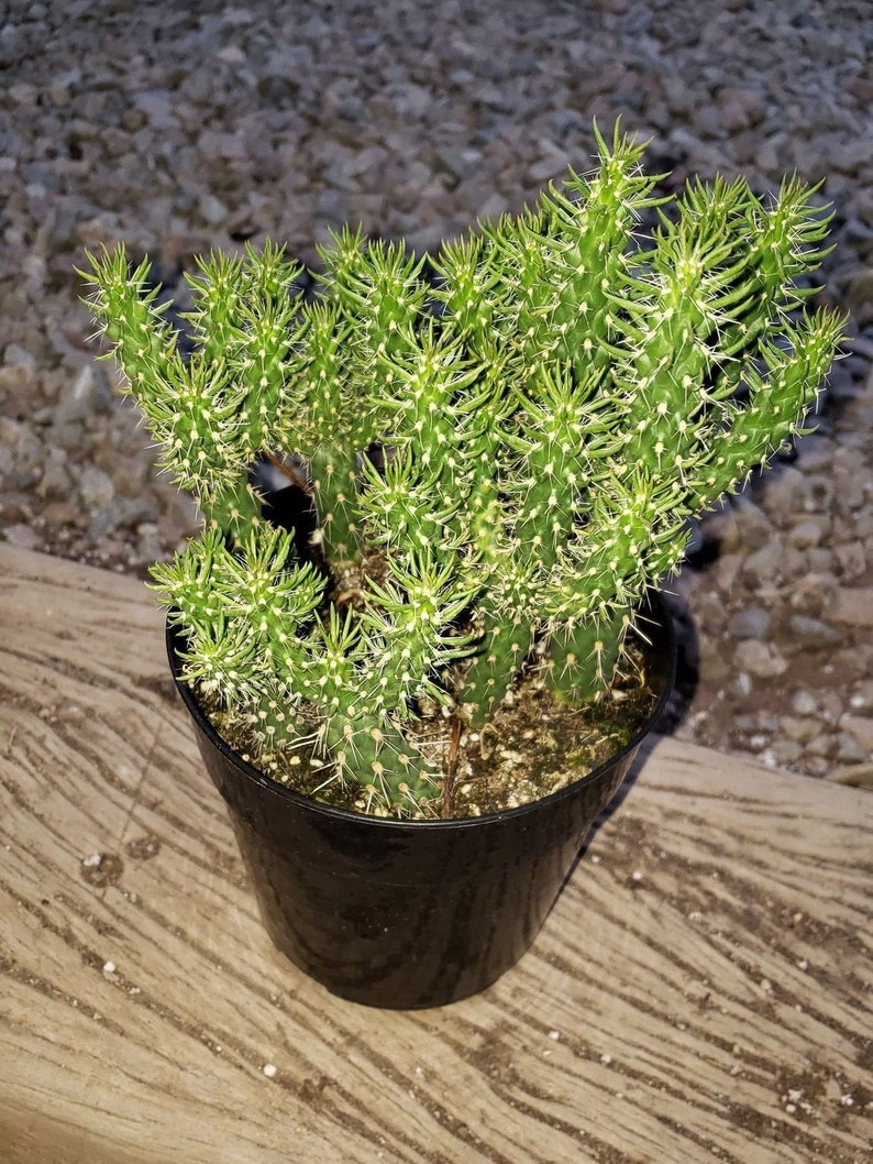 Teddy bear Cholla, Cylindropuntia Bigelovii, cactus, succulent, live plant 6in pot rooted mini
