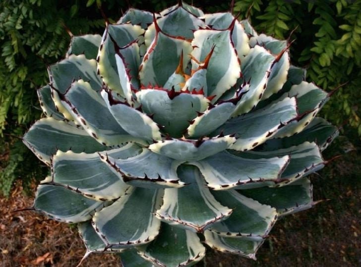 Agave Potatorum, Kichiokan Variegata, Dwarf Butterfly Agave