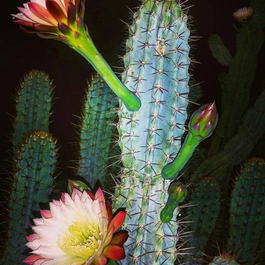 月明かりの美しさ：夜咲きのサボテン、Cereus repandus - Etsy 日本