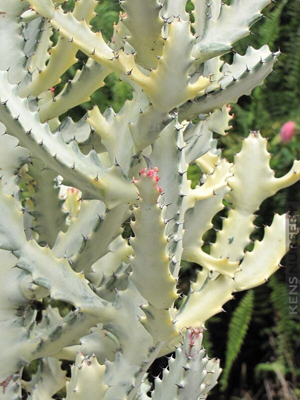 Euphorbia white ghost, Euphorbia Lactea, Grey Ghost, Dragon bones tre…