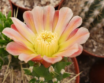 Austrocylindropuntia subulata f. monstrosa, Christmas tree cactus, Gumby Cactus, Live Cactus, Succulent