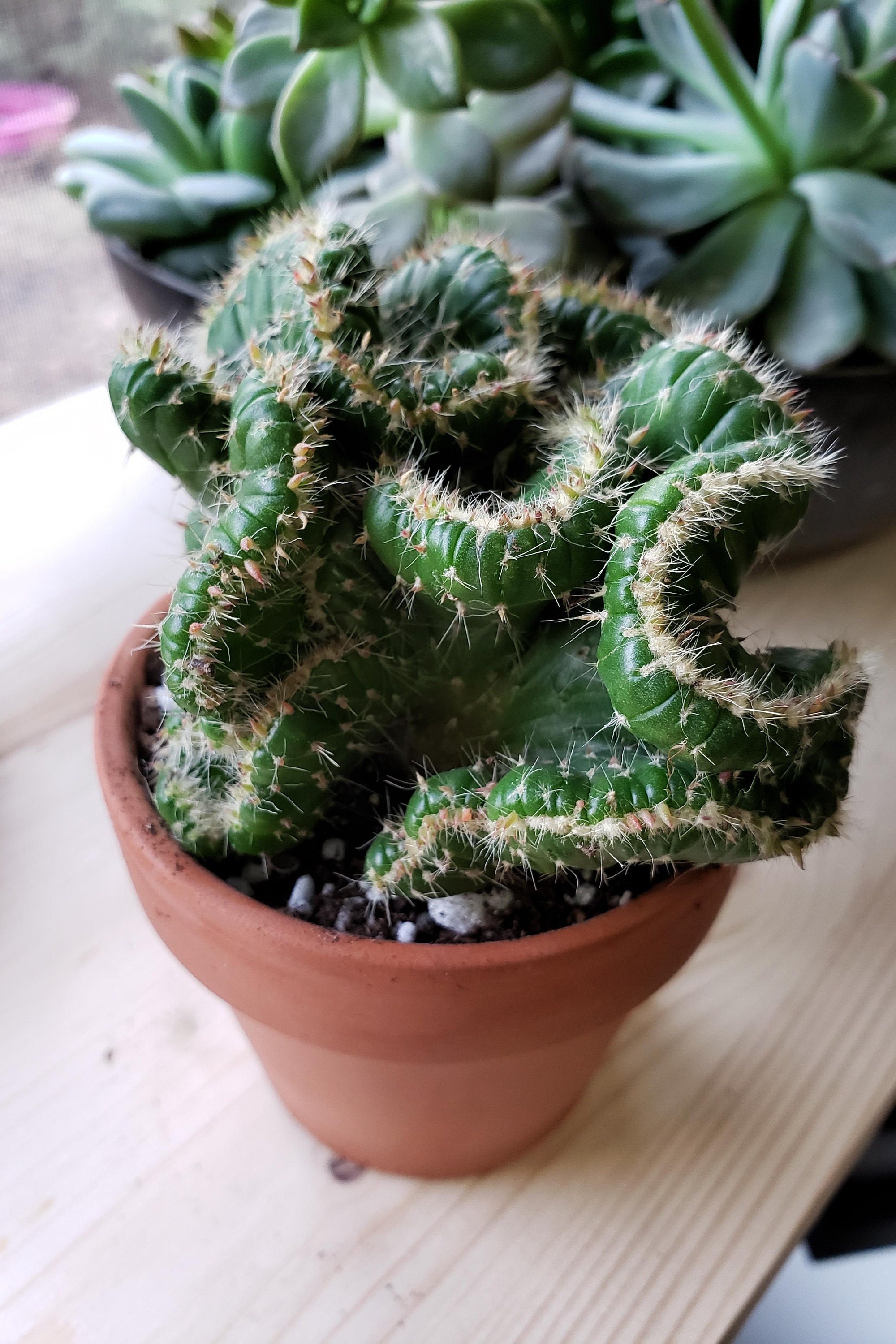Emerald Idol, Opuntia Cylindrica Cristata, Succulent, Crested Cactus, Live  Cactus - Etsy