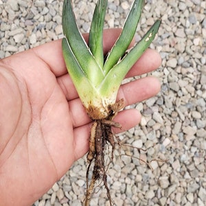 Ferdinand Agave, King Of The Agave, Nickelsiae, agave, cactus, succulent, Live plant 1-2 inch