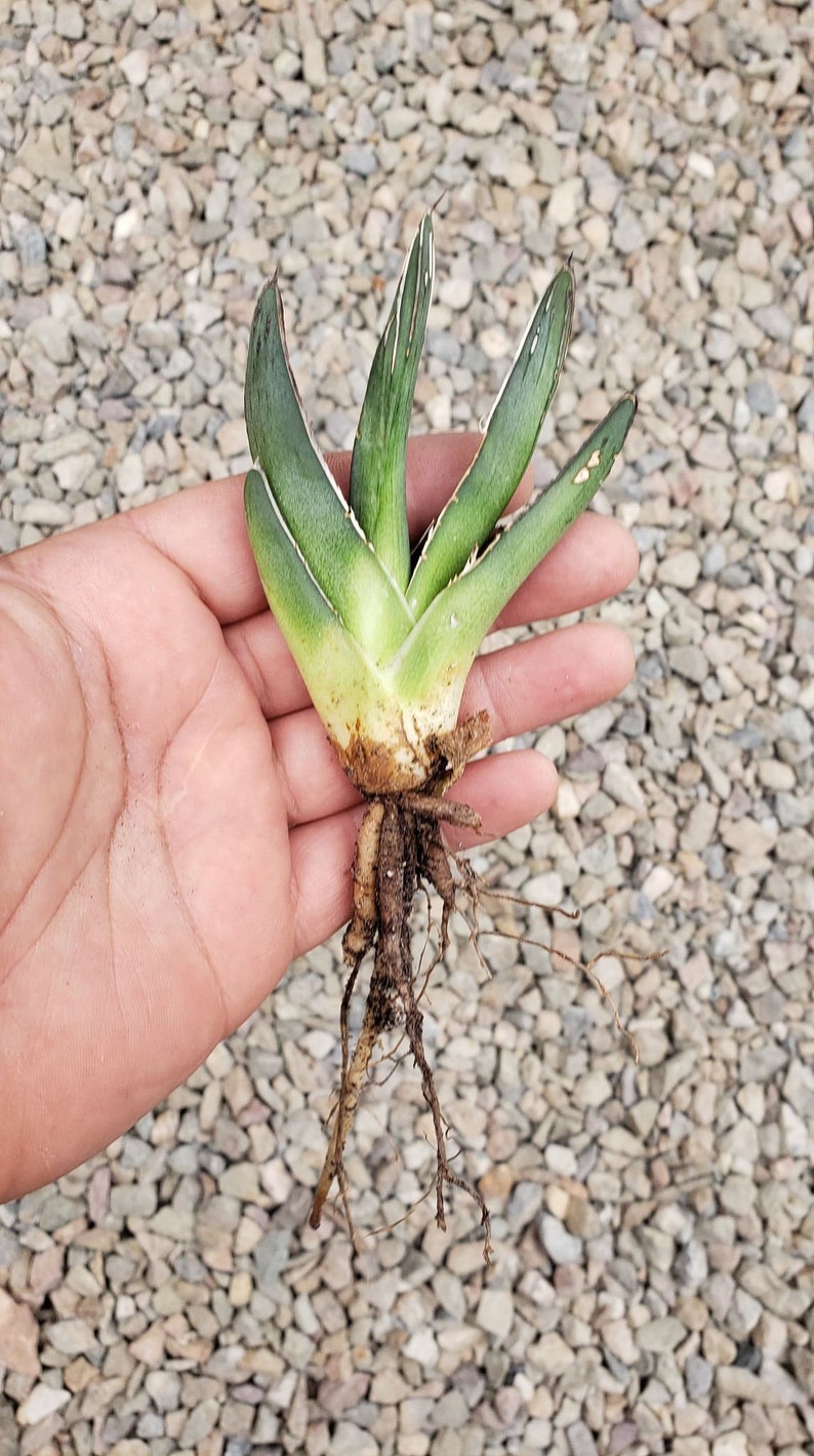 Ferdinand Agave, King Of The Agave, Nickelsiae, agave, cactus, succulent, Live plant 1-2 inch