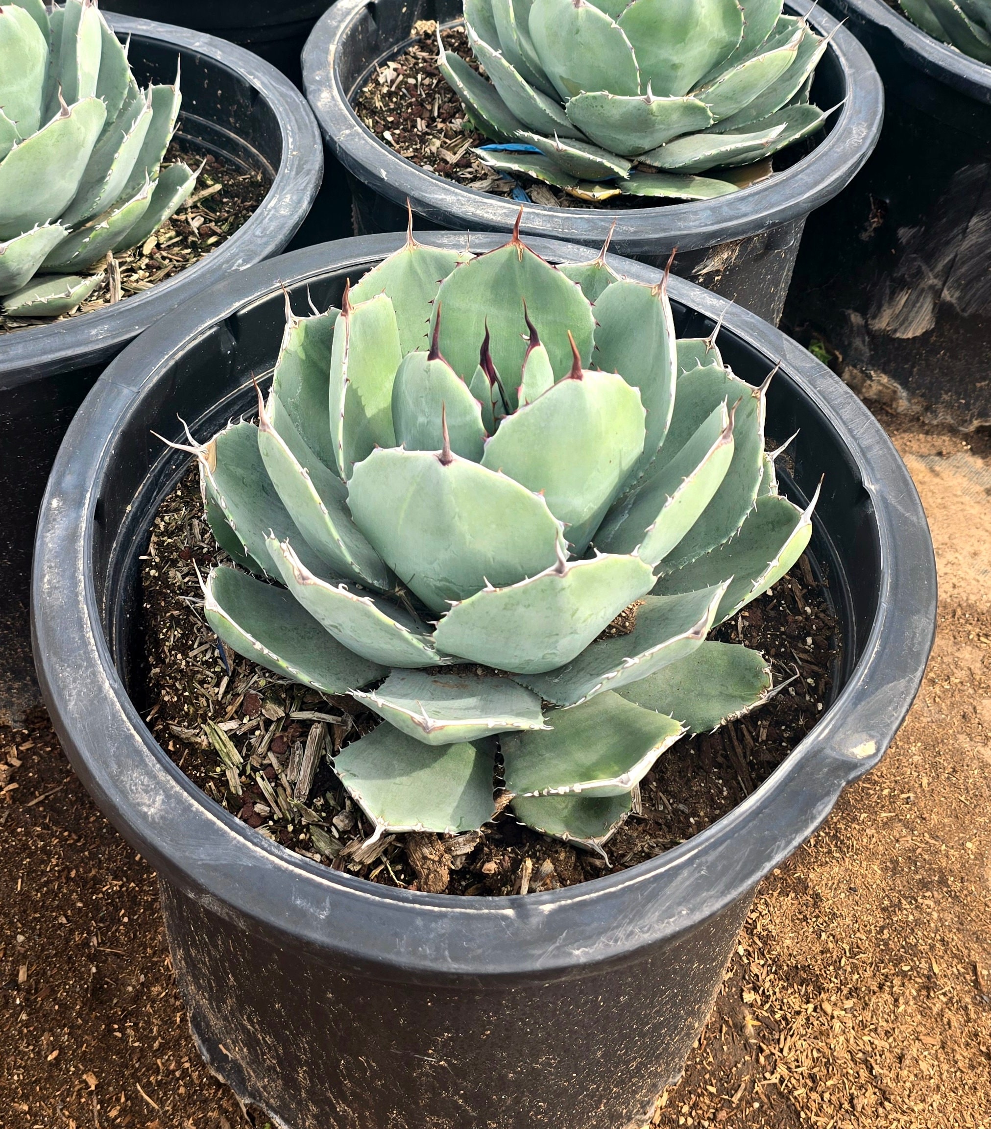 アーティチョーク アガベ、Agave parryi var. truncata、アガベ アーティチョーク アガベ、Agave parryi var. truncata、アガベ