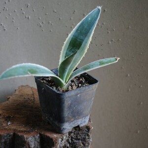 Agave Americana, Marginata, Variegated, Century Plant, agave, cactus, succulent, live plant 1-2inch pup/offshoot