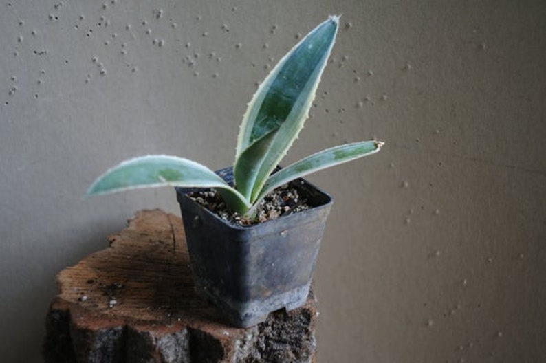 Agave Americana, Marginata, Variegated, Century Plant, agave, cactus, succulent, live plant 1-2inch pup/offshoot