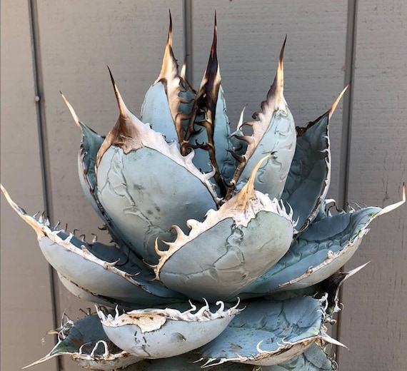 Agave Titanota: Chalk Agave Live Succulent Plant - Etsy Israel