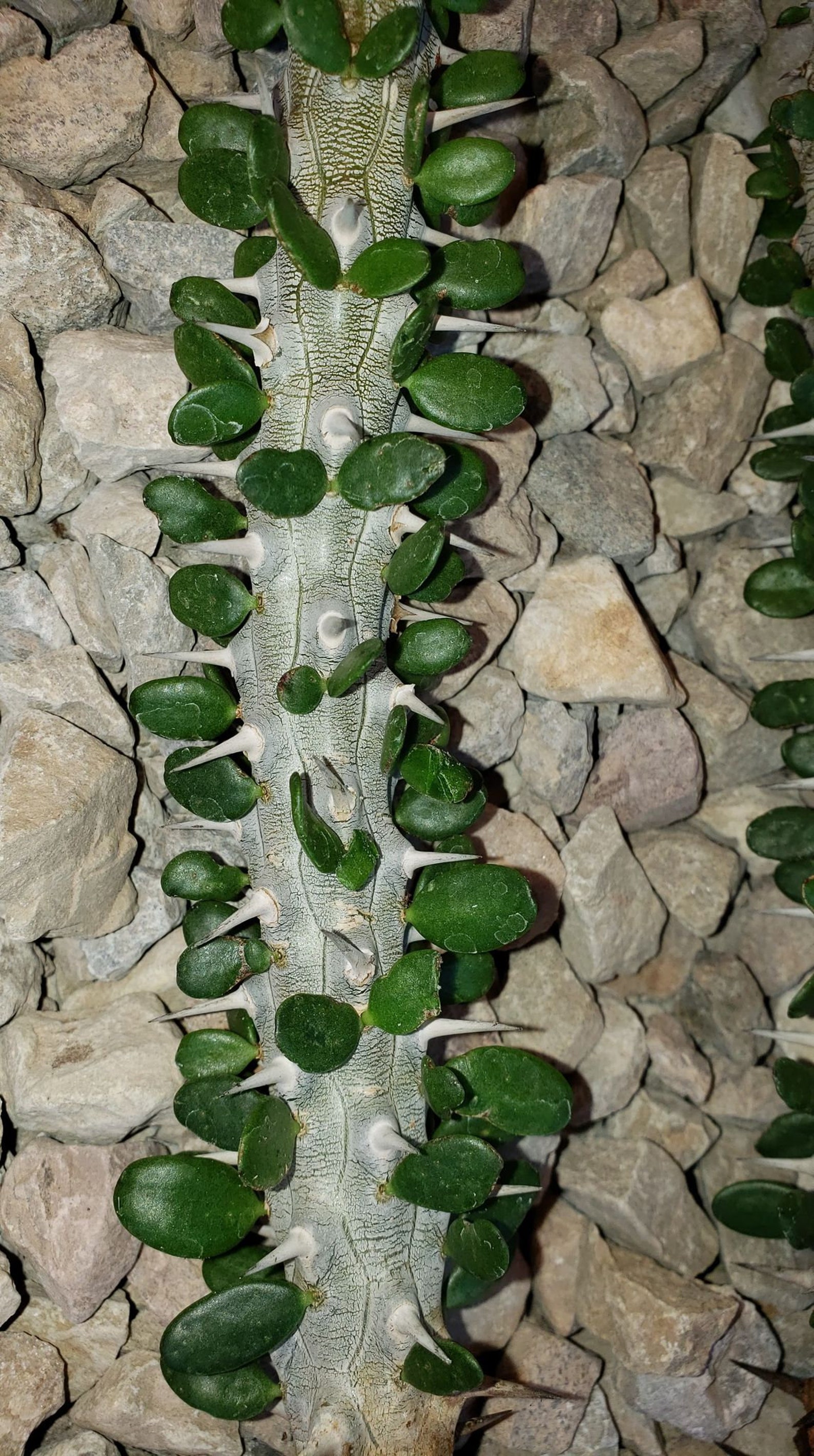 Alluaudia Procera Madagascar Ocotillo African Ocotillo Etsy Canada