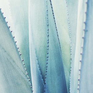 Blue Agave, Agave Tequilana, Agave Azul, Live Plant, Agave, Succulent, Cactus image 9