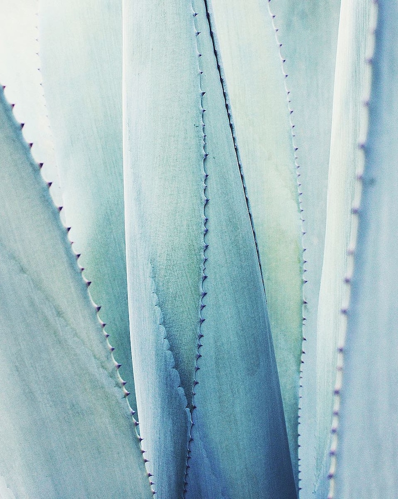 Blue Agave, Agave Tequilana, Agave Azul, Live Plant, Agave, Succulent, Cactus image 9