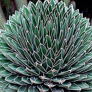 Agave Victoriae Reginae, Queen Victoria Agave, Agave, cactus, succulent, Live Plant image 8