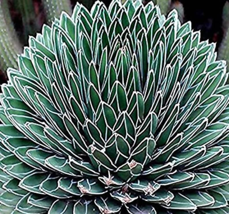 Agave Victoriae Reginae, Queen Victoria Agave, Agave, cactus, succulent, Live Plant image 8
