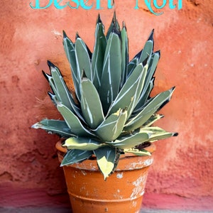Ferdinand Agave, King Of The Agave, Nickelsiae, agave, cactus, succulent, Live plant image 2