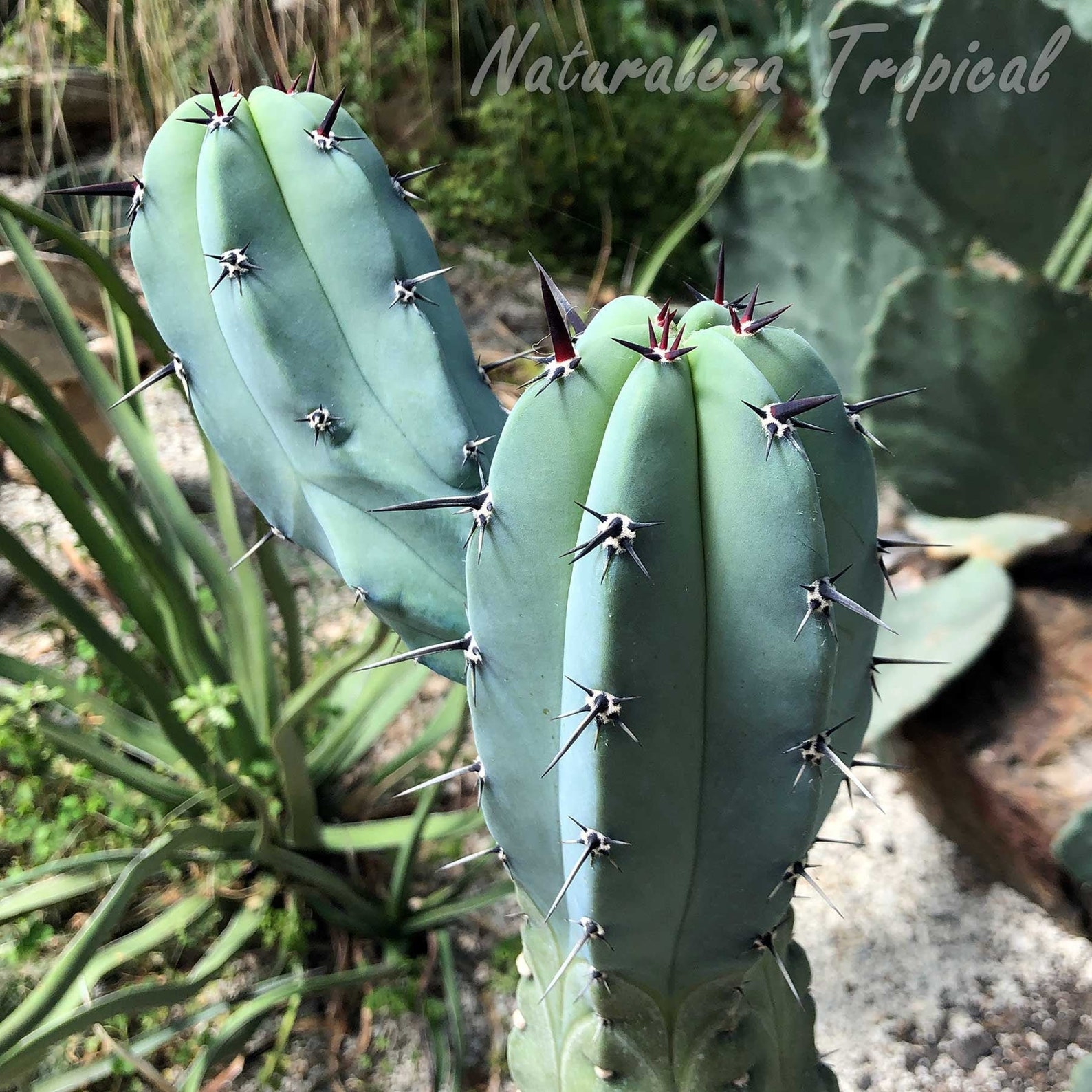 Blue Myrtle Cactus Blue Candle Cactus Myrtillocactus Etsy